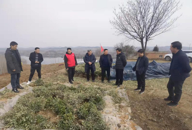 市、县相关领导亲临种植现场，指导茶叶种植
