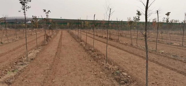 中药材基地平整土地